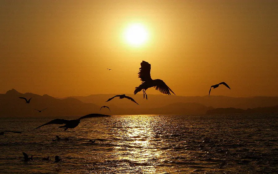 The most beautiful background photo of birds flying at sunset in nature