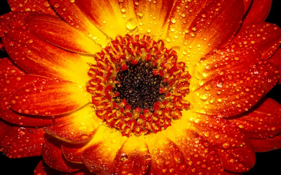 A special and interesting wallpaper from a close angle of nature in a beautiful flower frame