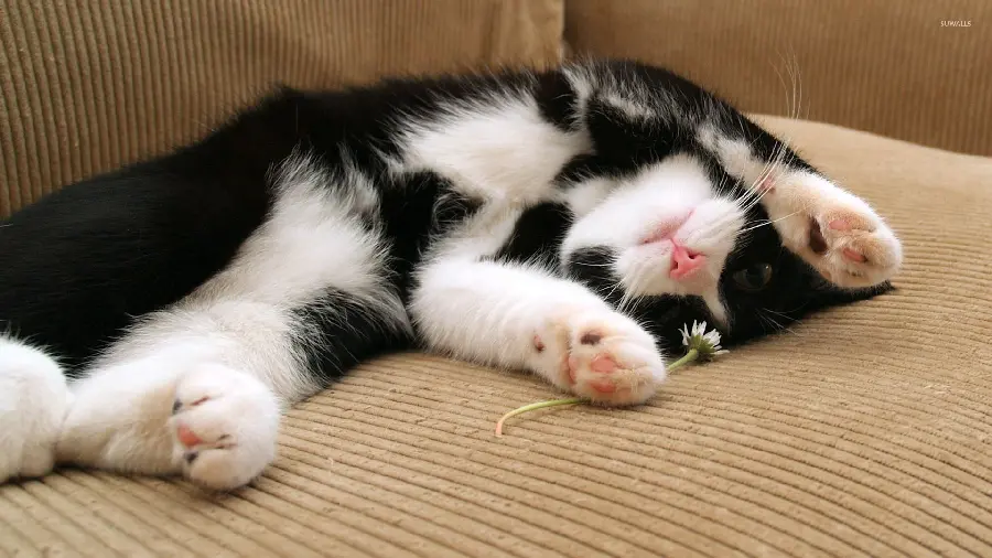 Wallpaper of a black and white bicolor cat playing