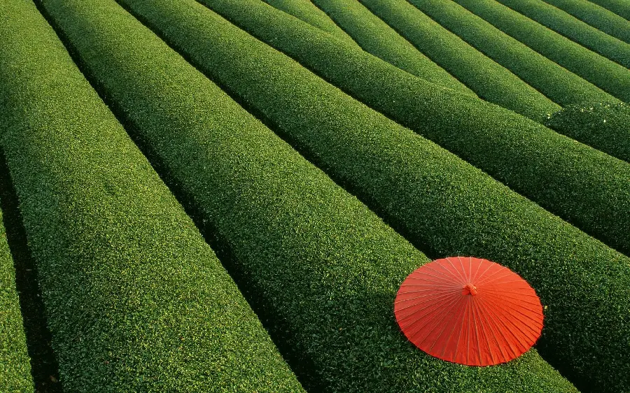 The Most Used Computer Wallpaper Selected 2023 of Lush Grass