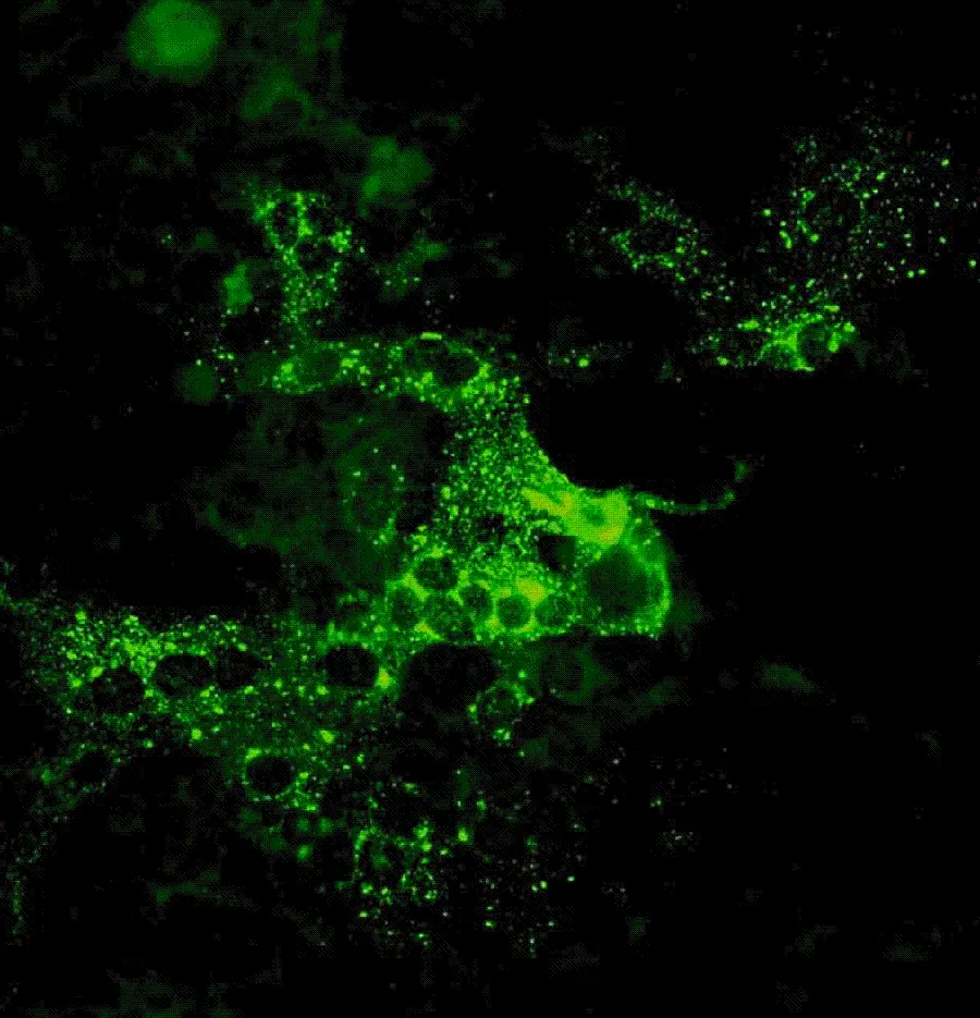 The most downloaded photo related to the field of microbiology