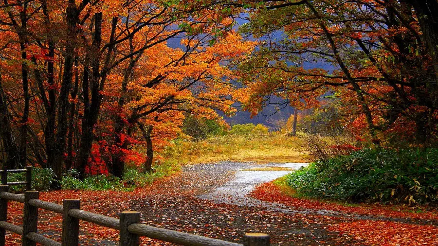 Wallpaper of the autumn landscape and nature of Iran for painting inspiration