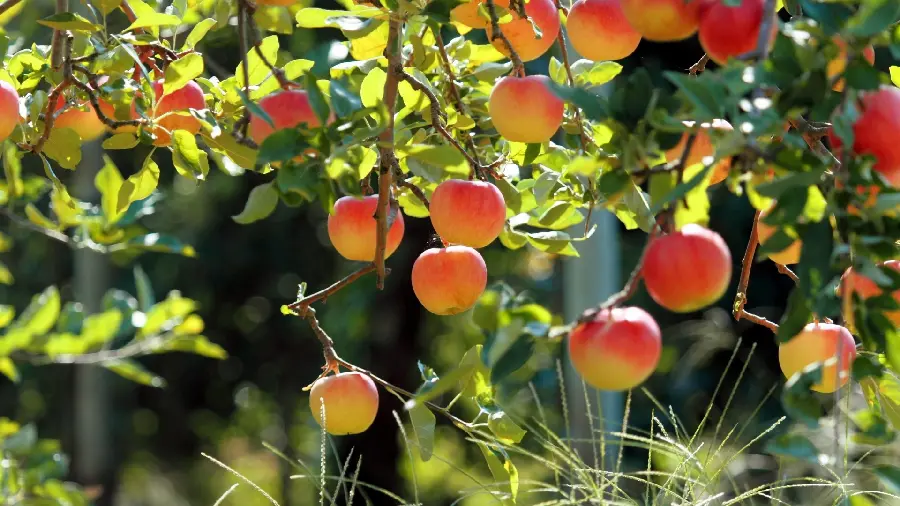 HD background of yellow red-lipped apples suitable for gardeners' profiles