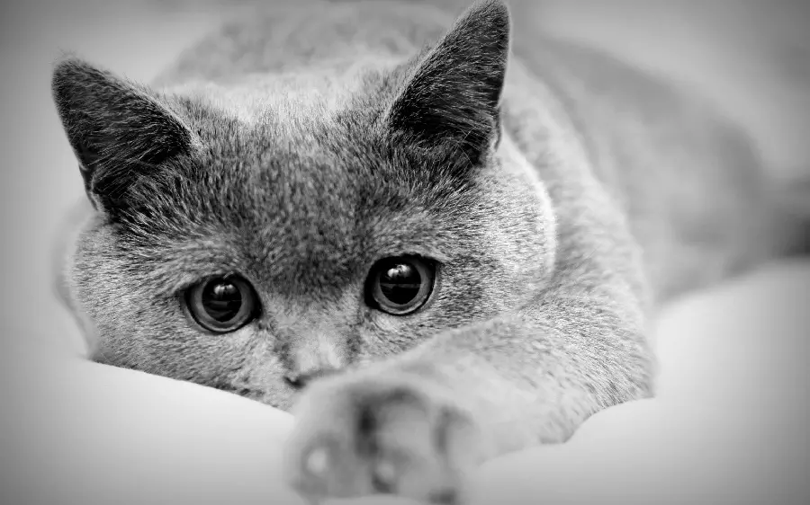 Black and white photo of a British Shorthair cat