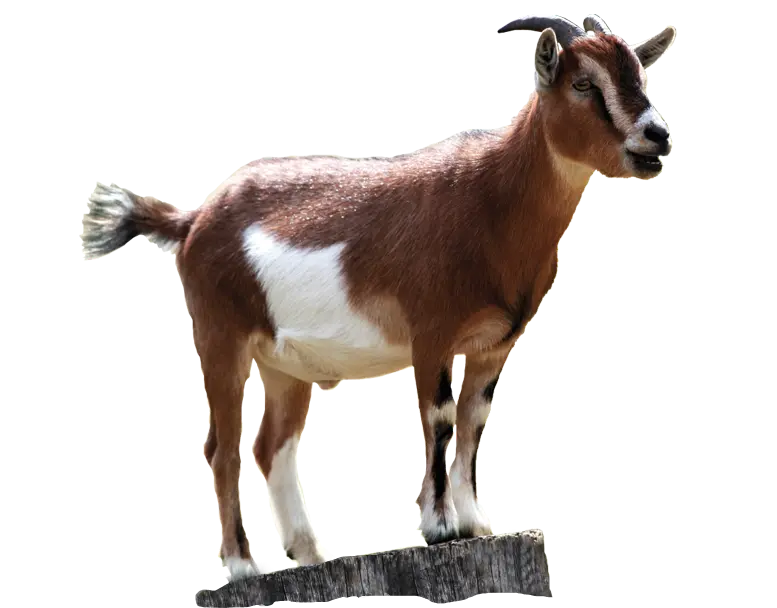 PNG image and cropped real white brown female goat
