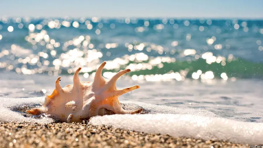An artistic and incredibly beautiful photo of a conch shell on the beach of Kish