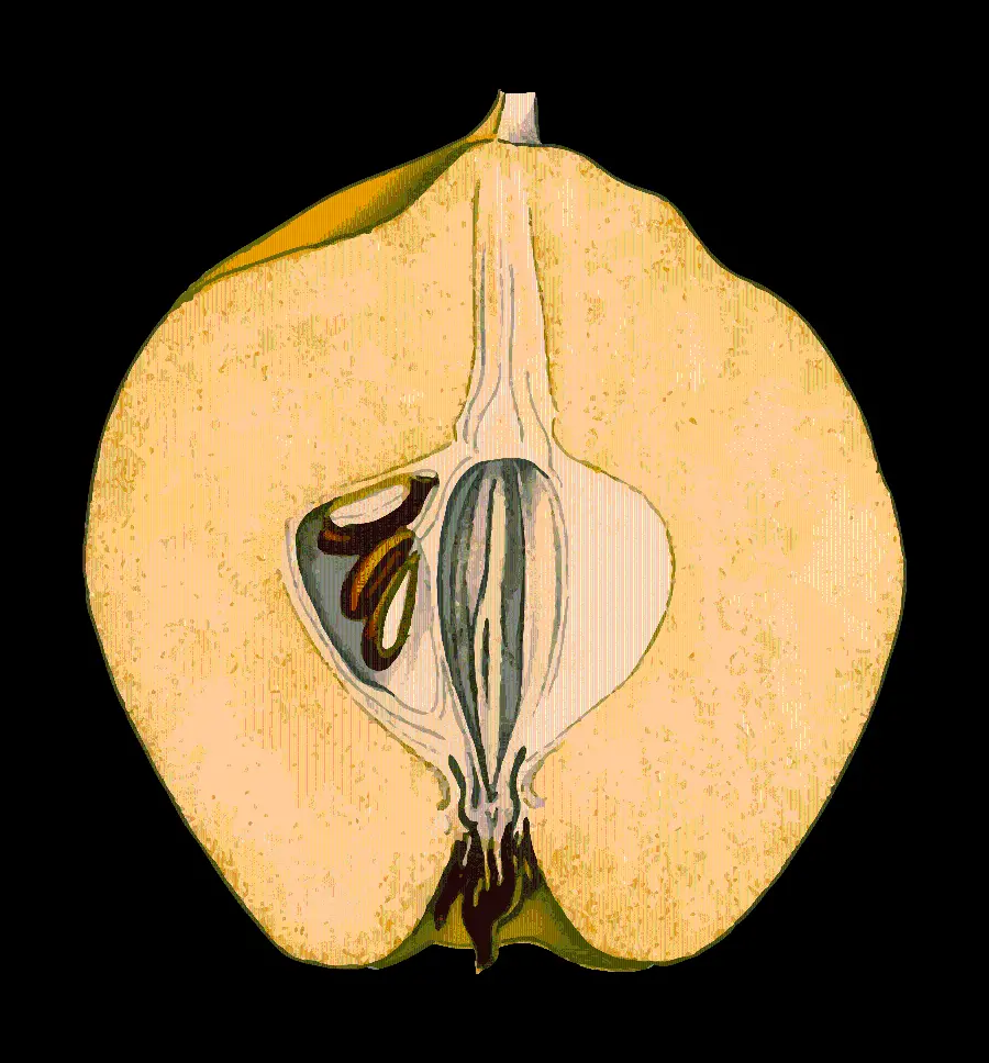 PNG image of a fruit graphic and fantasy without a background