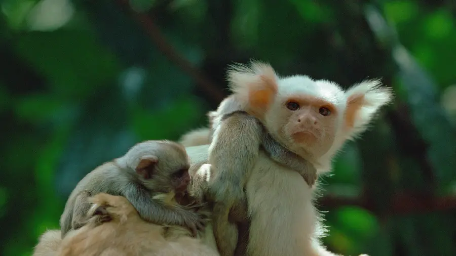 The cutest background of the playful and funny monkeys in the forest with HD quality 
