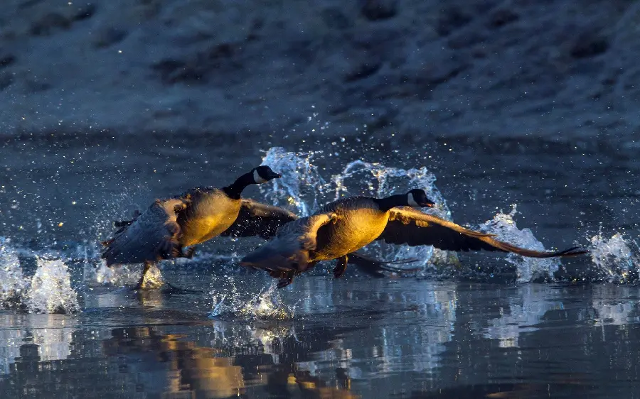 New Windows Wallpaper Black Crows Swimming in the River 