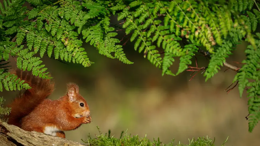 Red Googly Squirrel Wallpaper 1403 for Desktop Backgrounds