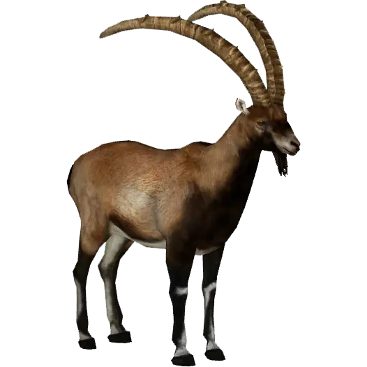 Download Real Goat PNG Image Cropped Without Background 