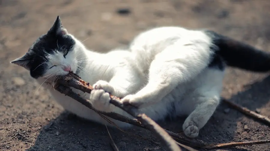 Funny wallpaper of a black and white Cypriot cat