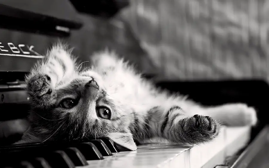 Naughty and playful cat in black and white image for wall poster printing