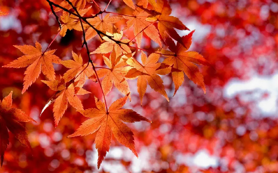 Download the latest Windows background with a stylish and modern design 1403 