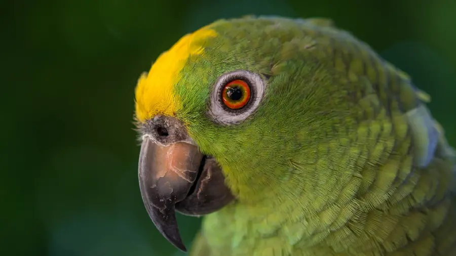 Very beautiful background of the Amazon parrot for desktop and laptop of animal lovers