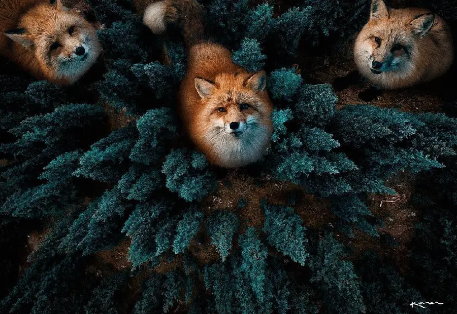 A Charming and Special Surrealism Fox Family Photo