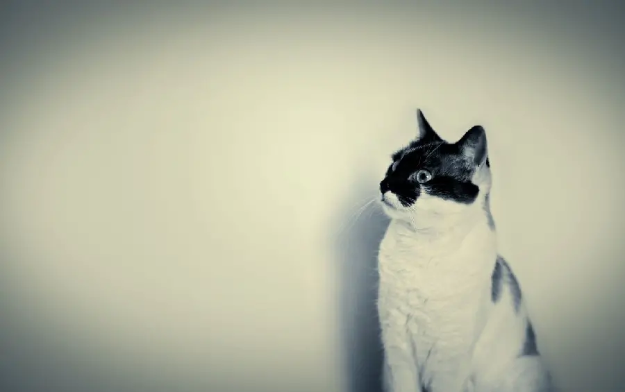 Picture of a black and white cat for printing decorative panels