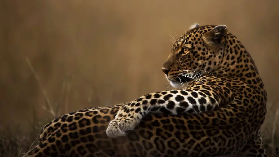 Download free and high-quality photos of a fierce tiger or leopard with Full HD quality 