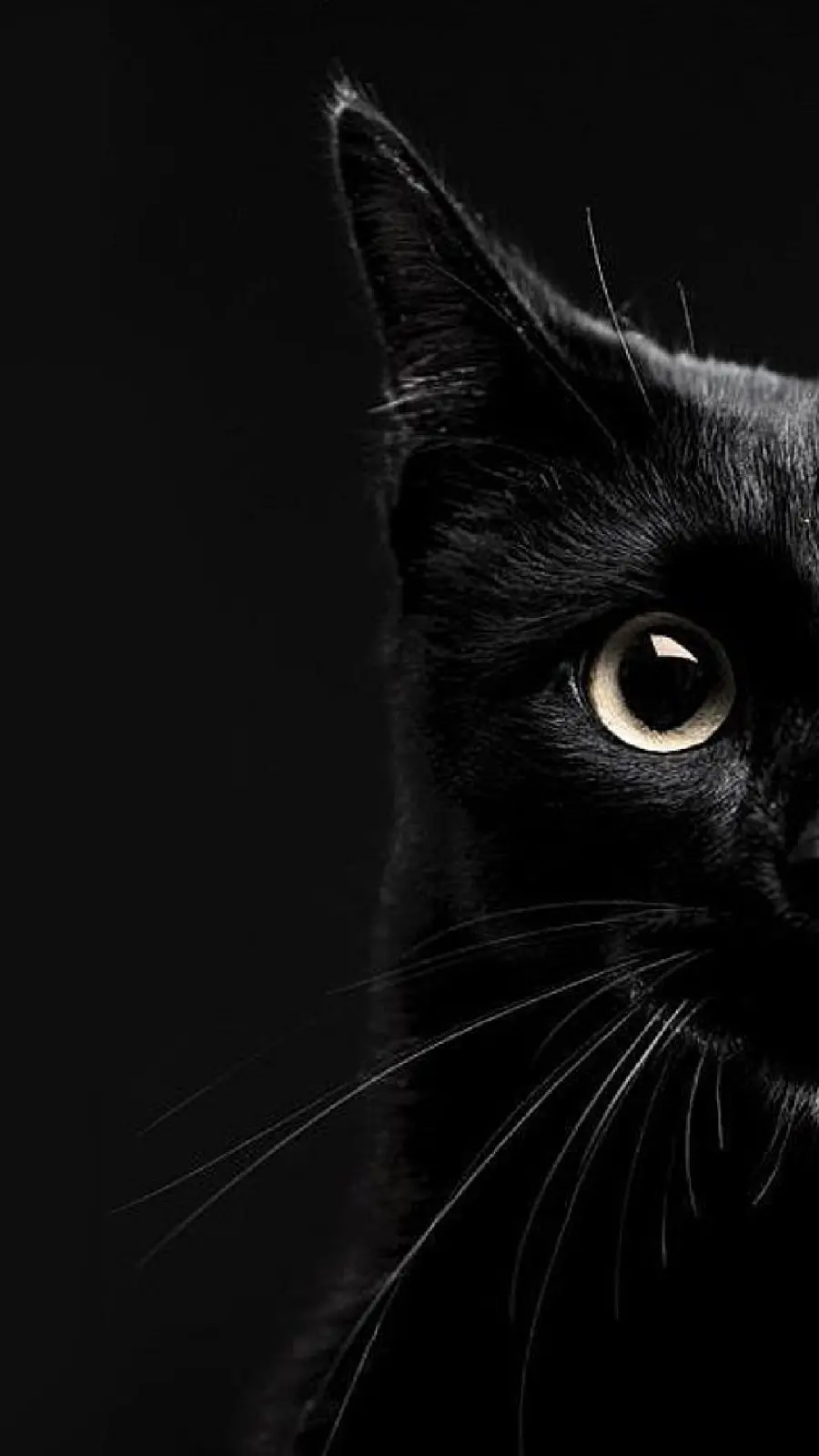 Wallpaper with a black cat design for the phone background in a dark theme