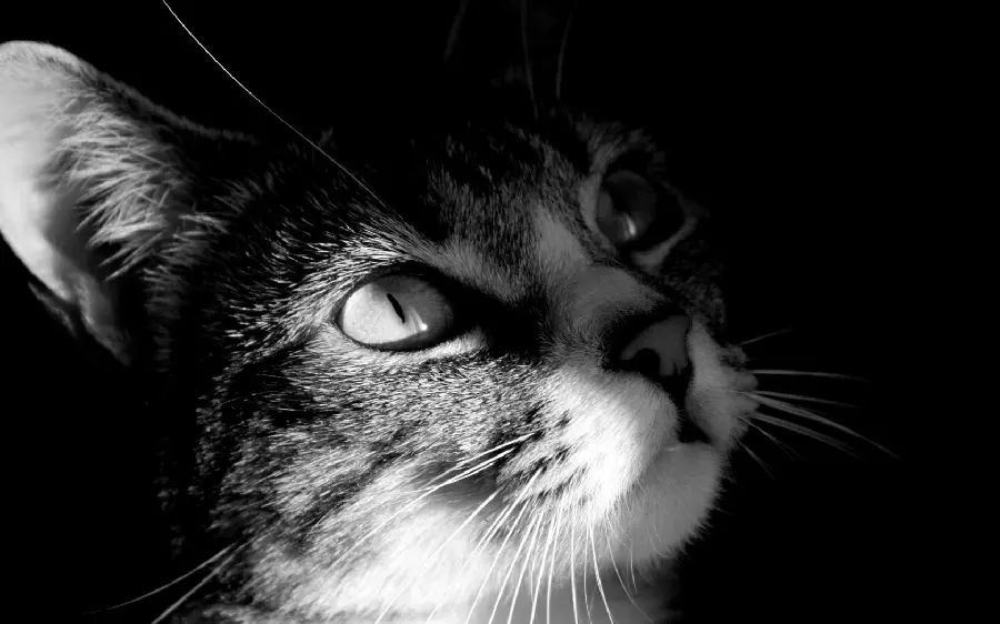 Black and white cat background photo for stylish wall poster printing