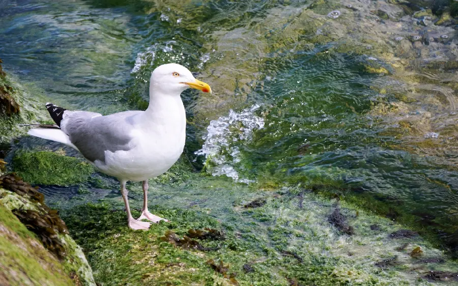 Beautiful and attractive European herring gull bird wallpaper