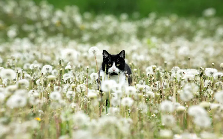 Beautiful background of a black and white cat in the middle of a flowery field
