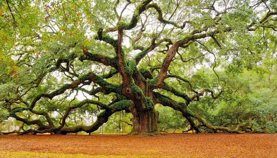 4K quality image From the strange and interesting tall sequoia tree