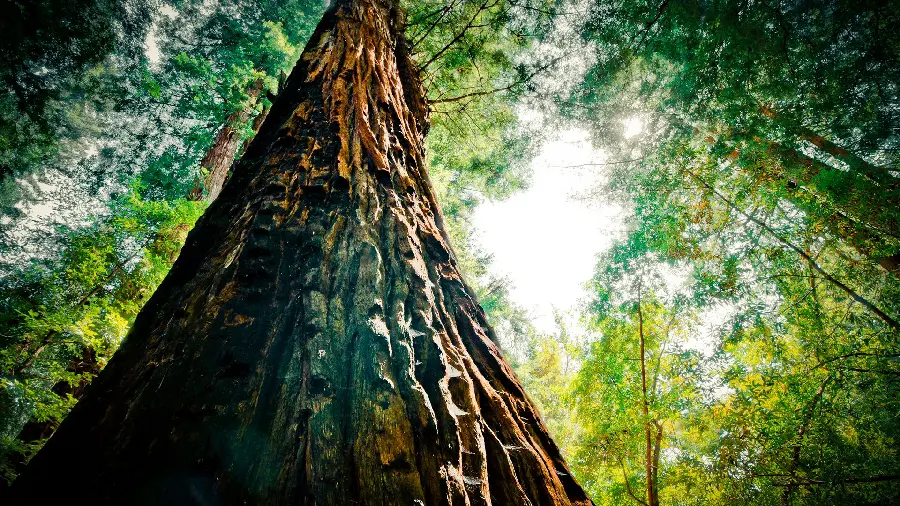 Spectacular and beautiful photo of a tall sequoia tree with the highest quality