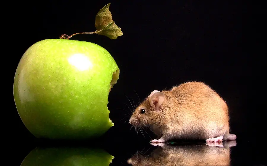 HD Background with excellent editing of a small house mouse and a green apple