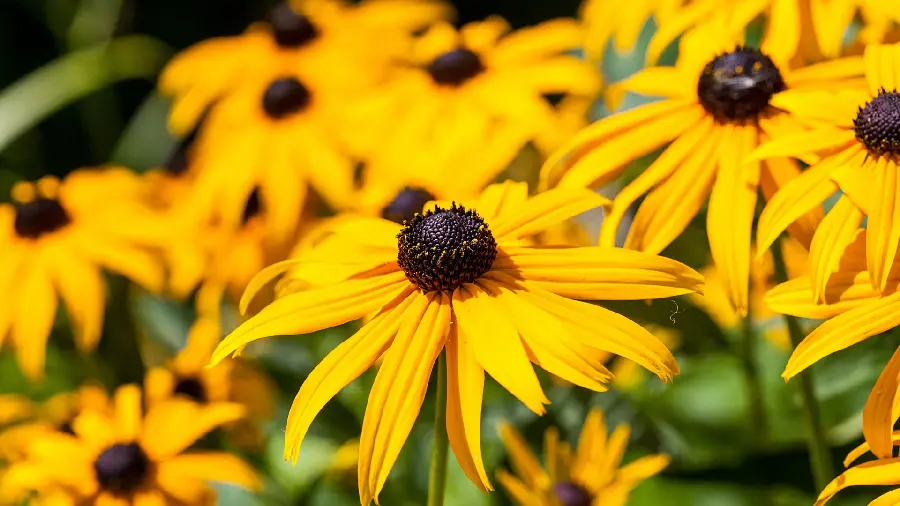 HD background for computer with special design of beautiful yellow dahlia flowers