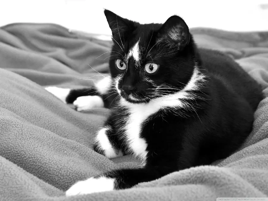 Awesome image of a black and white bicolor cat in excellent quality