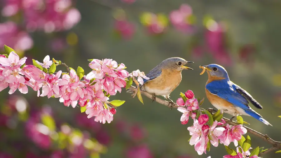 Background with a new 2023 and romantic design of a pair of free birds in nature