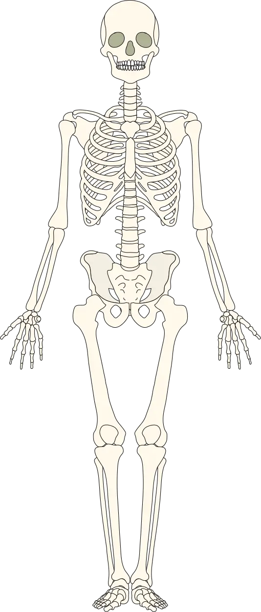 Cartoon photo of a complete human skeleton for printing in articles related to physiotherapy