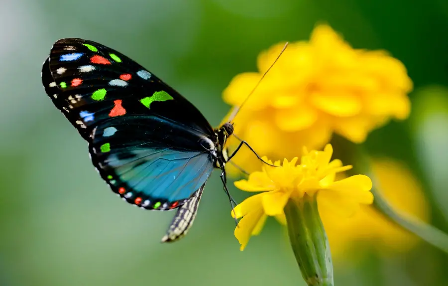 Selected wallpaper for computer with amazing butterfly design 2023