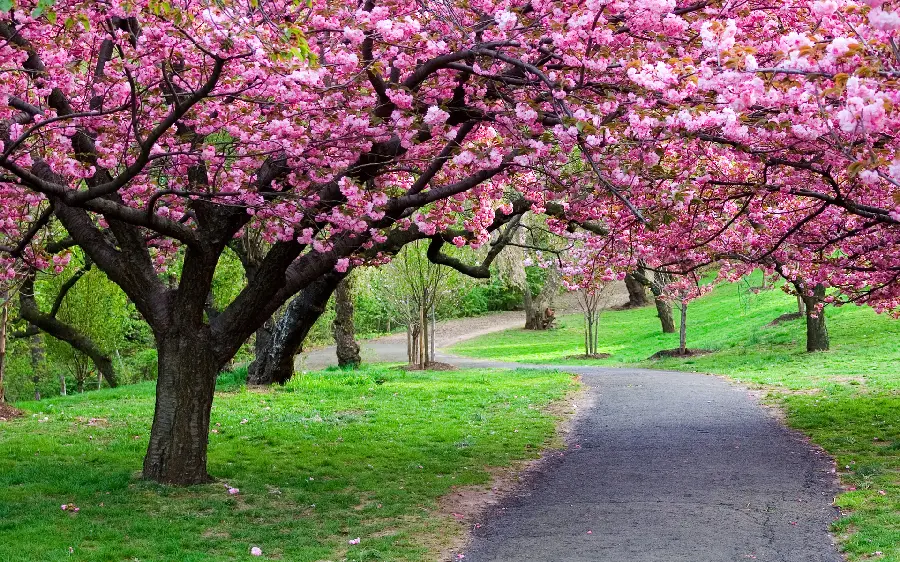 Photo of the beauty of pink blossoms and a wonderful spring landscape in nature