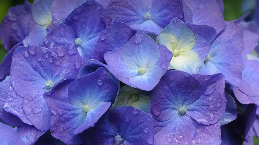 A spectacular and beautiful background photo of a type of hydrangea flower for the desktop of emotional people