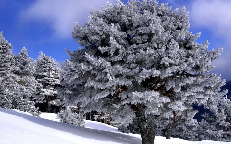Profile photo of a snowy landscape in unique nature