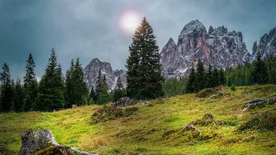 Simple nature photo with tall pine trees and foggy weather