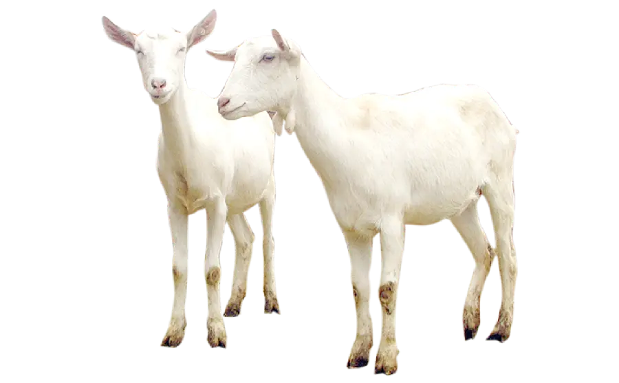 Download PNG image of a real white herbivorous goats