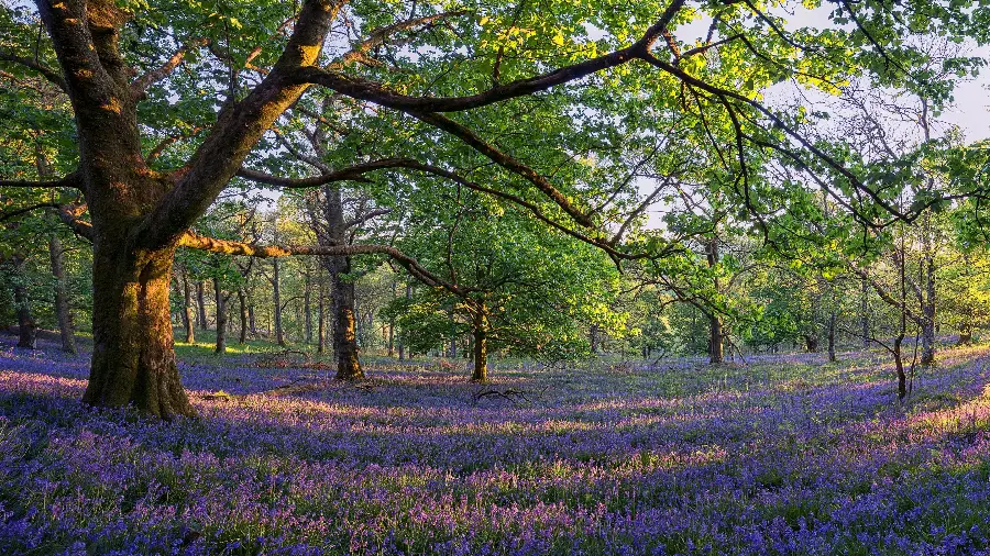 Stock of spring nature and impressive suitable for laptop wallpaper