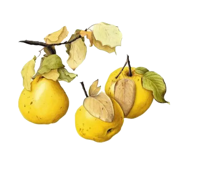 Free Download Ripe and Sweet Fruit Photo in PNG Format 
