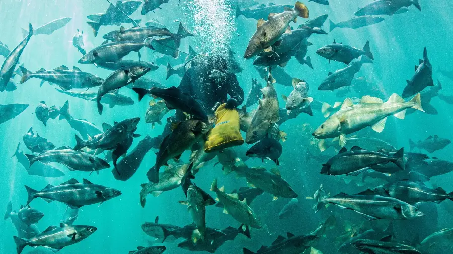 The most beautiful marine nature wallpaper photos with beautiful and playful fish for all types of laptops and computers