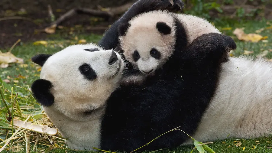 A cute picture of a panda for the laptop background of animal lovers