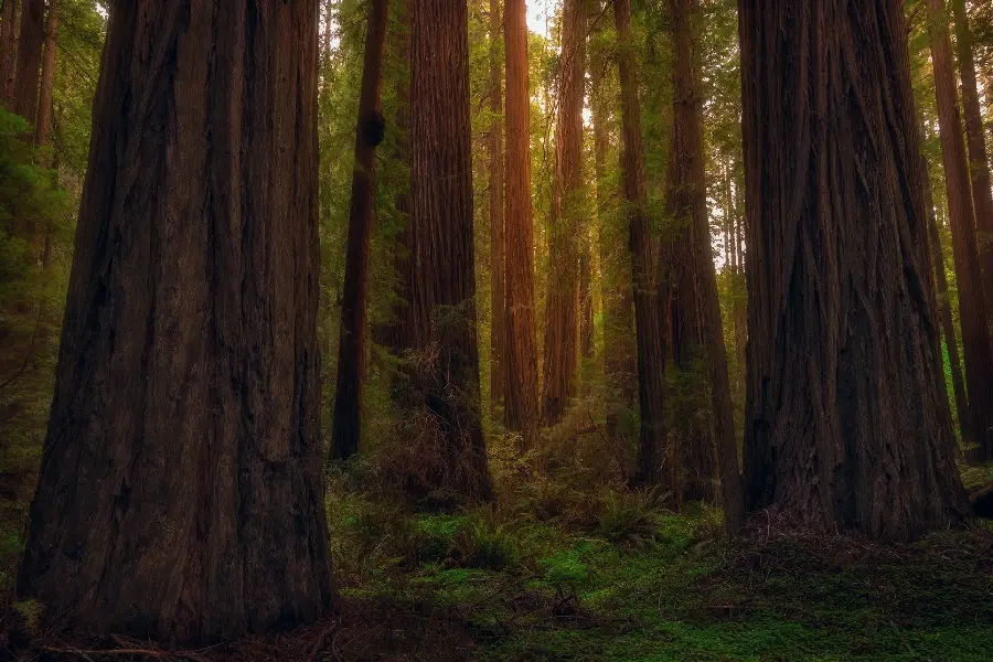 Photo of a tall sequoia tree in a pristine forest without humans