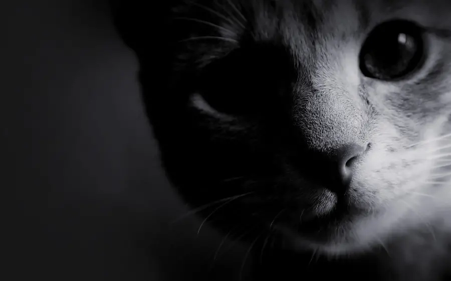 Cute background photo of a face view and very close up of a black and white cat