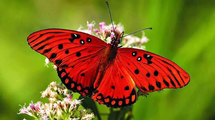 Beautiful new wallpaper with a red Googly butterfly design