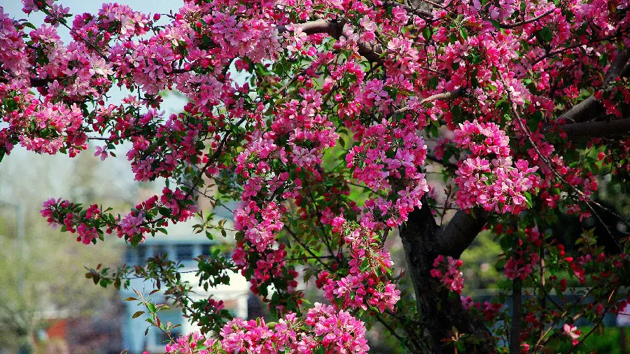 Soft girly wallpaper photo of apricot blossom from Johreh for free