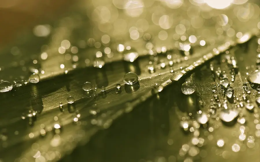 High Quality Green Wet Leaf Laptop Background for All Models
