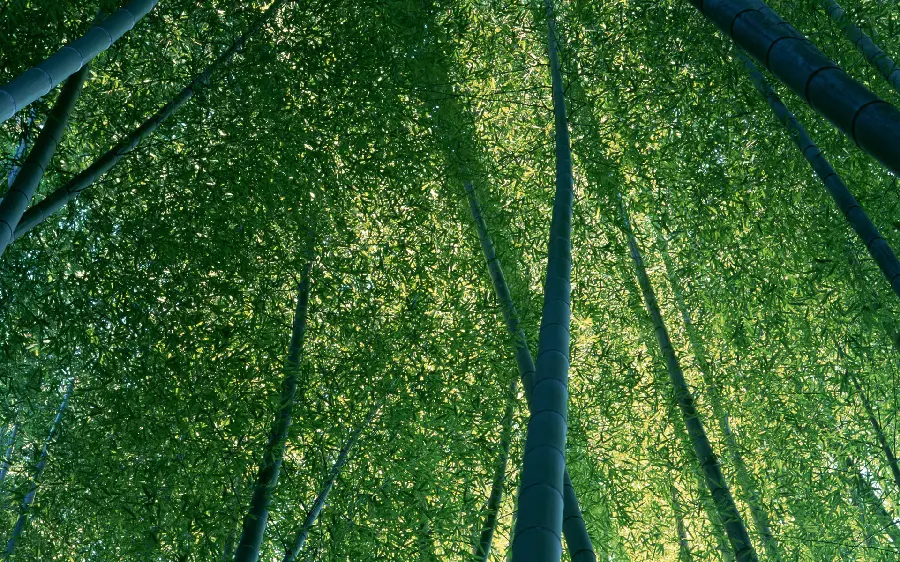 A photo of an interesting view and professional photography of nature for the background