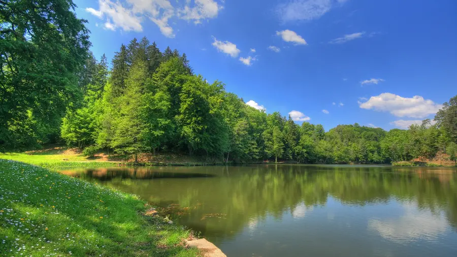 Download the photo of lush trees by the lake in full HD quality 